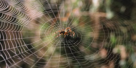 Foto: corbis_fancy/Fotolia Spinne im Netz